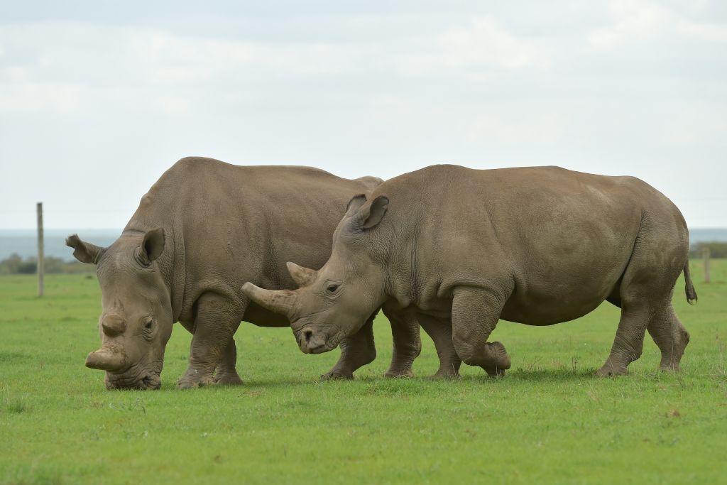 Najin (L) and Fatu, the only two remaining female northern white rhinos, graze together in their paddock on March 20, 2018, at the Ol Pejeta Conservancy in Nanyuki, north of capital Nairobi. (TONY KARUMBA/AFP via Getty Images)