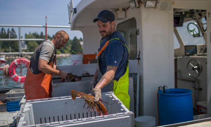 European Union Lifts Tariffs on American Exports of Lobster