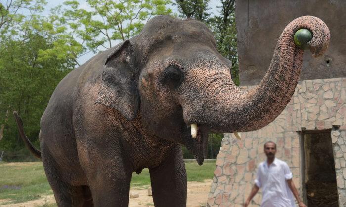 World’s ‘Loneliest Elephant’ Chained for 35 Years Finally Arrives at His New Home