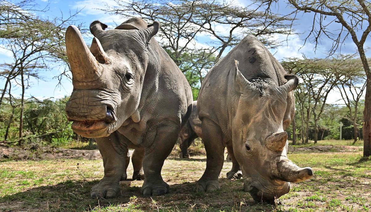 10 Extra Eggs Have Been Harvested From the Last Two Northern White Rhinos Left in the World