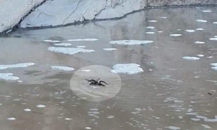 Video Footage Shows a Tarantula ‘Swimming’ in Texas River
