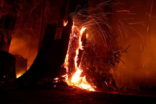 Embers blow from a burning tree stump during the CZU Lightning Complex Fire in Boulder Creek, Calif., on Aug. 21, 2020. (Stephen Lam/Reuters)