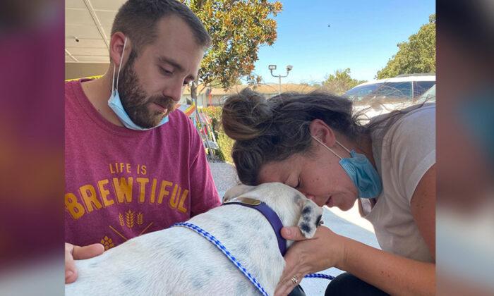 Dog Ejected From a Car Window During a Crash Goes Missing, Reunites With Owners Hours Later