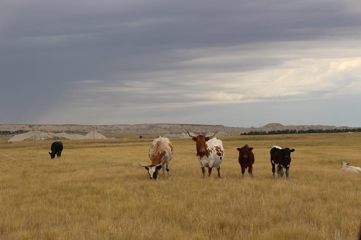 Cattle at Our Heritage Guest Ranch. (Janna Graber)