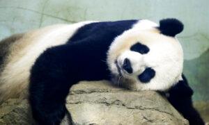 Many Countries Return Giant Pandas, as China’s ‘Panda Diplomacy' Comes to an End
