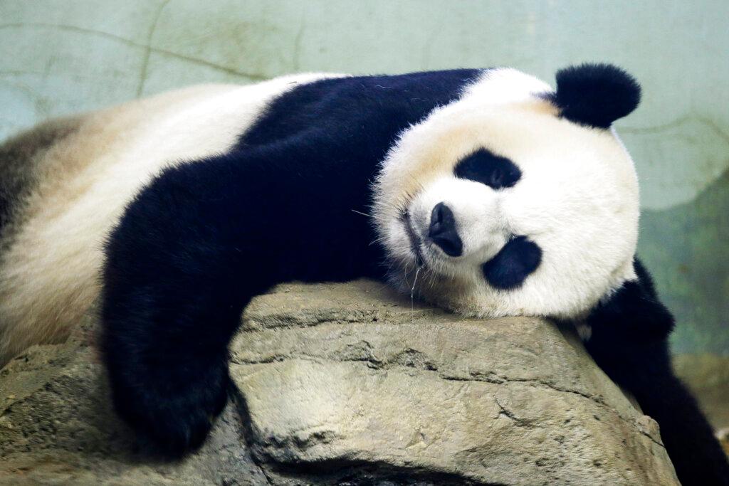 In this Aug. 23, 2015, file photo, The Smithsonian National Zoo's Giant Panda Mei Xiang sleeps in the indoor habitat at the zoo in Washington. (Jacquelyn Martin/AP Photo)