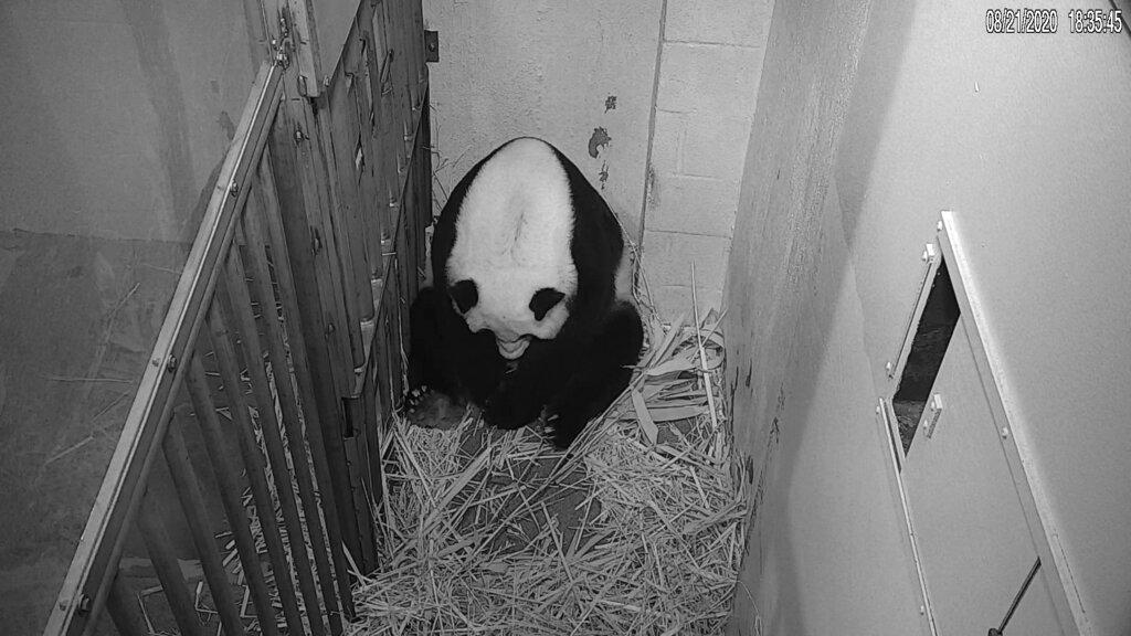 In this image from video provided by the Smithsonian National Zoo, Mei Xiang is seen after giving birth to a Giant Panda cub Friday evening, Aug. 21, 2020, in Washington. The cub is Mei Xiang's fourth. (Smithsonian National Zoo via AP)
