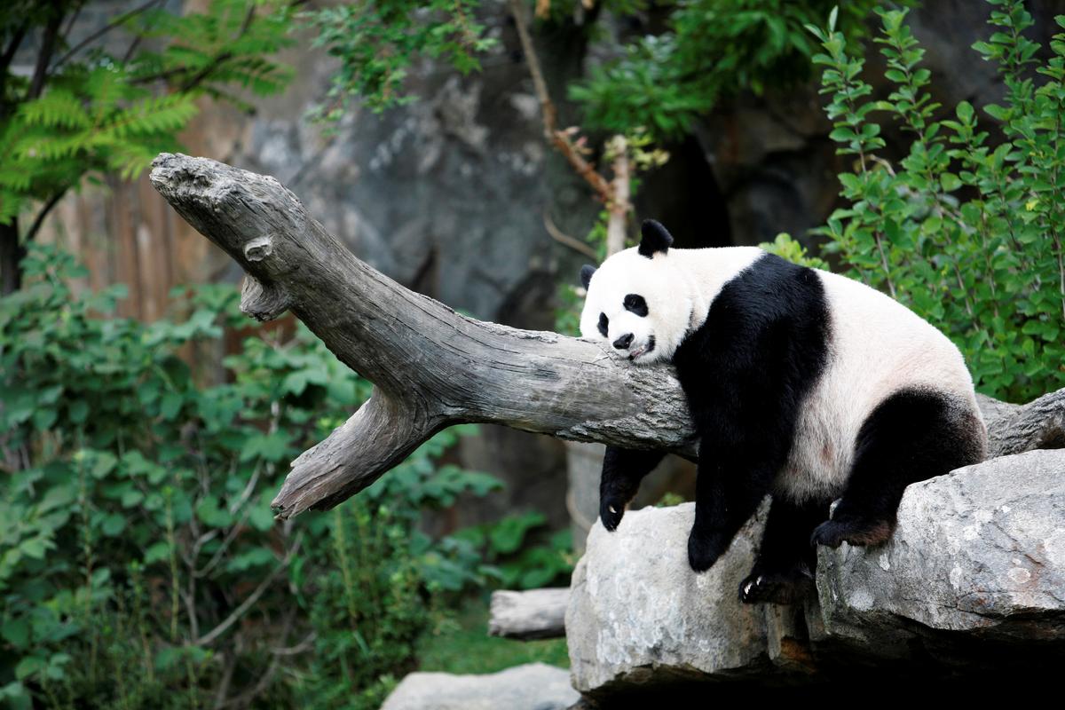 FILE PHOTO: Giant panda Mei Xiang enjoys her afternoon nap at the National Zoo in Washington on Aug. 23, 2007. (Kevin Lamarque/REUTERS)
