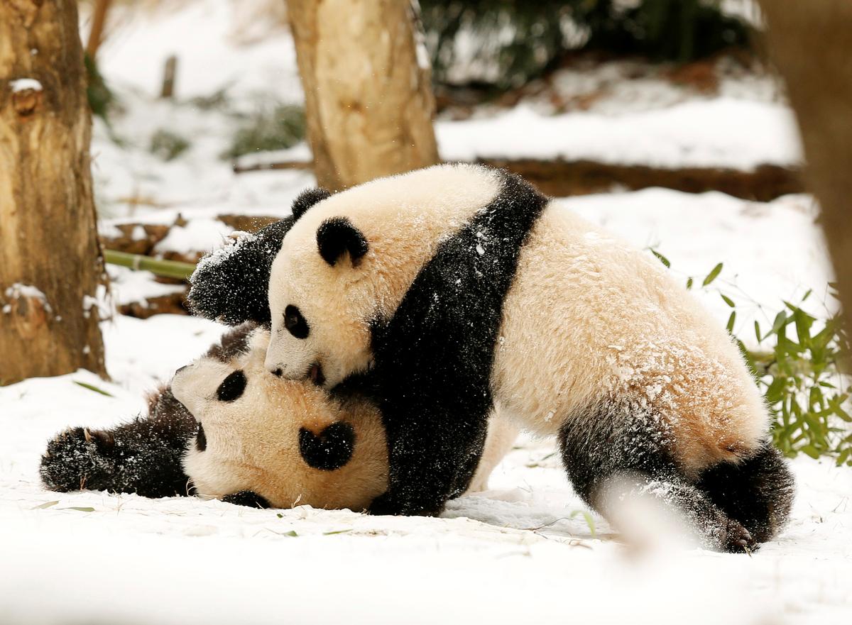 FILE PHOTO: Giant Panda mom Mei Xiang (L) and her cub Bao Bao (R) wrestle in the snow at the Smithsonian National Zoo in Washington Jan. 27, 2015. (Gary Cameron/REUTERS)