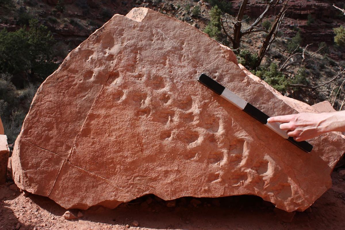 Paleontological research has confirmed a series of recently discovered fossil tracks are the oldest recorded tracks of their kind to date within Grand Canyon National Park. (Courtesy of UNLV paleontologist Stephen Rowland)