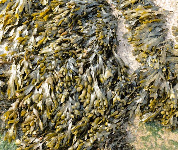 Rockweed adds moisture, smoke, and briny flavor to the clambake. (Linda's Photography/Shutterstock)