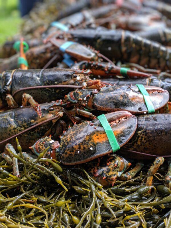 Laying lobsters on a bed of rockweed for a traditional pit-style clambake. (Skye Gahm/Shutterstock)
