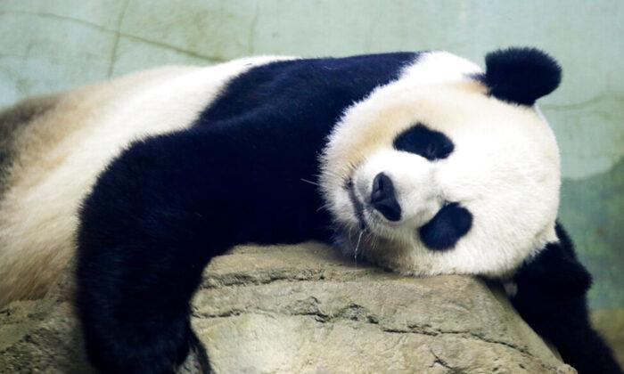 ‘Pure Joy’: 22-Year-Old Giant Panda at US National Zoo Gives Birth to a Healthy Cub
