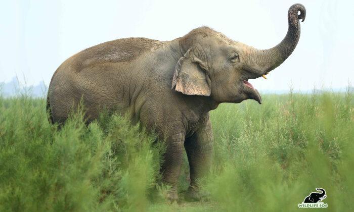 Obese ‘Begging Elephant’ Celebrates 7th Year of Health and Freedom After Rescue
