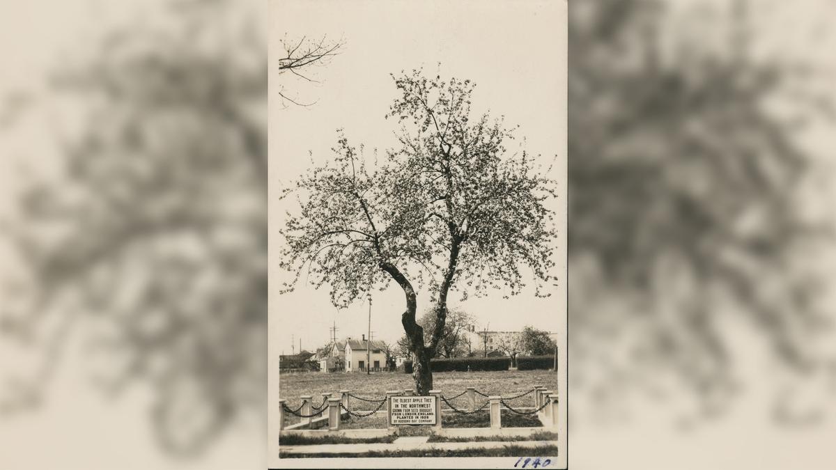 The Old Apple Tree in a picture from 1940. (Courtesy of Clark County Historical Museum)
