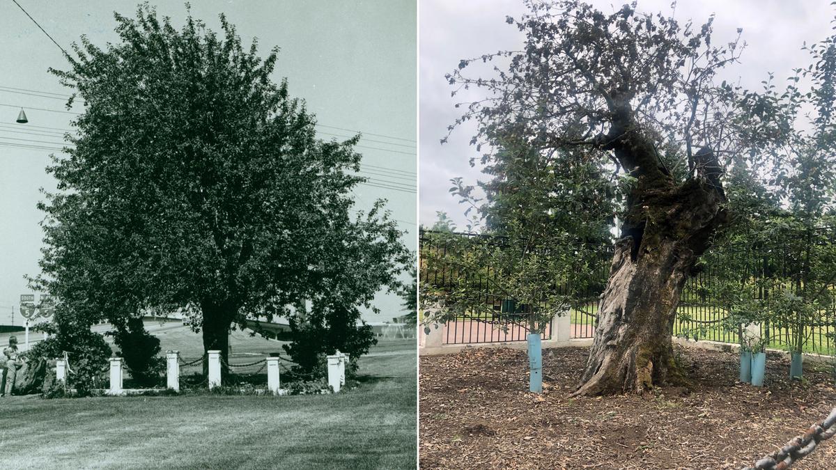 (L) The Old Apple Tree in Vancouver, Wash., in an undated historical picture. (R) The Old Apple Tree in 2020. (Courtesy of Clark County Historical Museum/City of Vancouver, WA)
