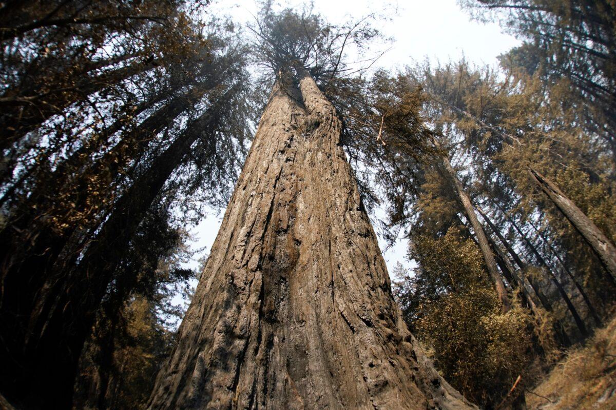 An old-growth redwood tree named "Father of the Forest" is still standing in Big Basin Redwoods State Park, Calif., on Aug. 24, 2020. (Marcio Jose Sanchez via AP Photo)