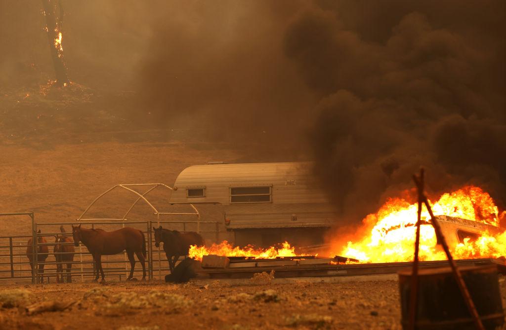 The LNU Lightning Complex Fire burns near horses as they stand in their enclosure on Aug. 18, 2020, in Napa, Calif. (Justin Sullivan/Getty Images)