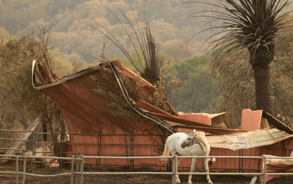 A horse looks back toward a burned structure at the Yin Ranch Event And Conference Place during the LNU Lightning Complex fire in Vacaville, Calif., on Aug. 24, 2020. (JOSH EDELSON/AFP via Getty Images)
