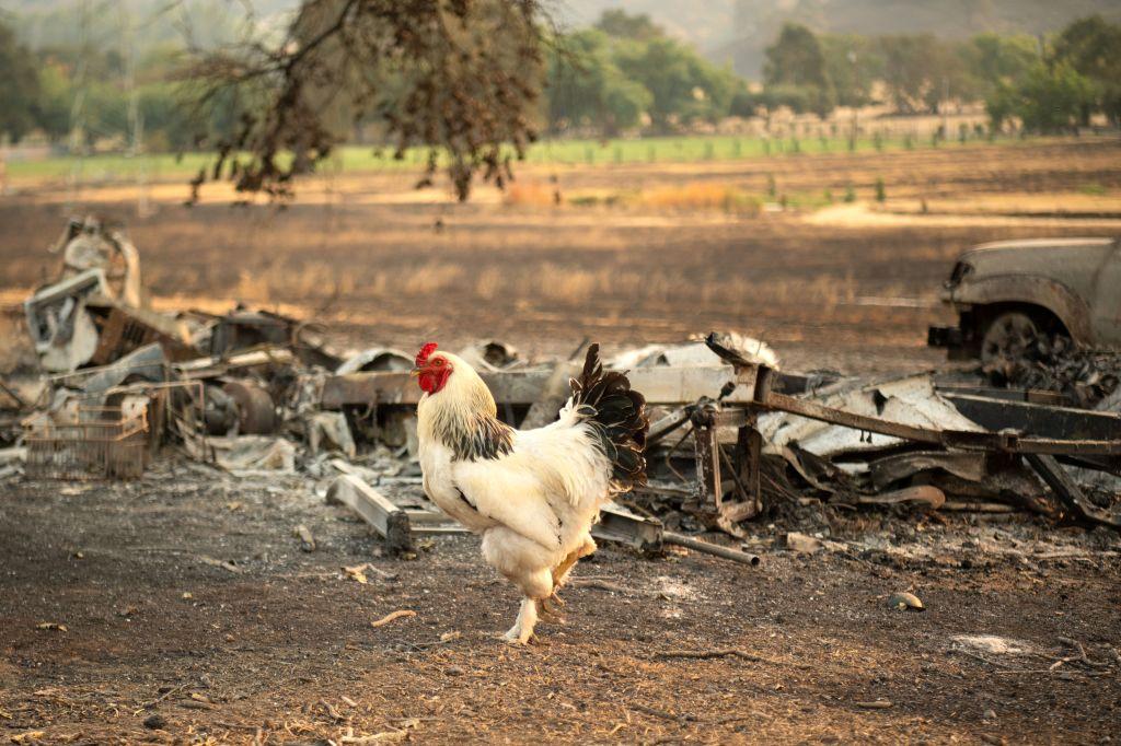 A rooster walks by a burned vehicle during the LNU Lightning Complex fire in Vacaville, Calif., on Aug. 24, 2020. (JOSH EDELSON/AFP via Getty Images)