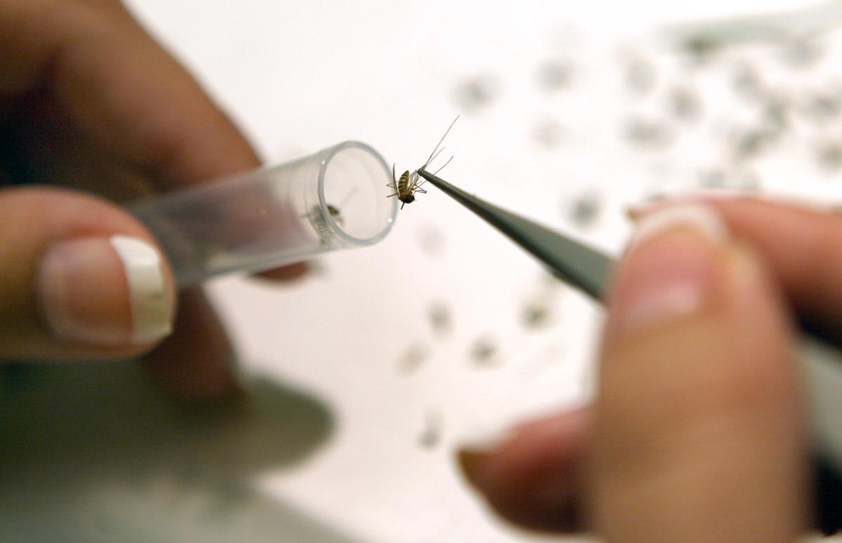 West Nile Virus Detected in Los Angeles, Orange Counties