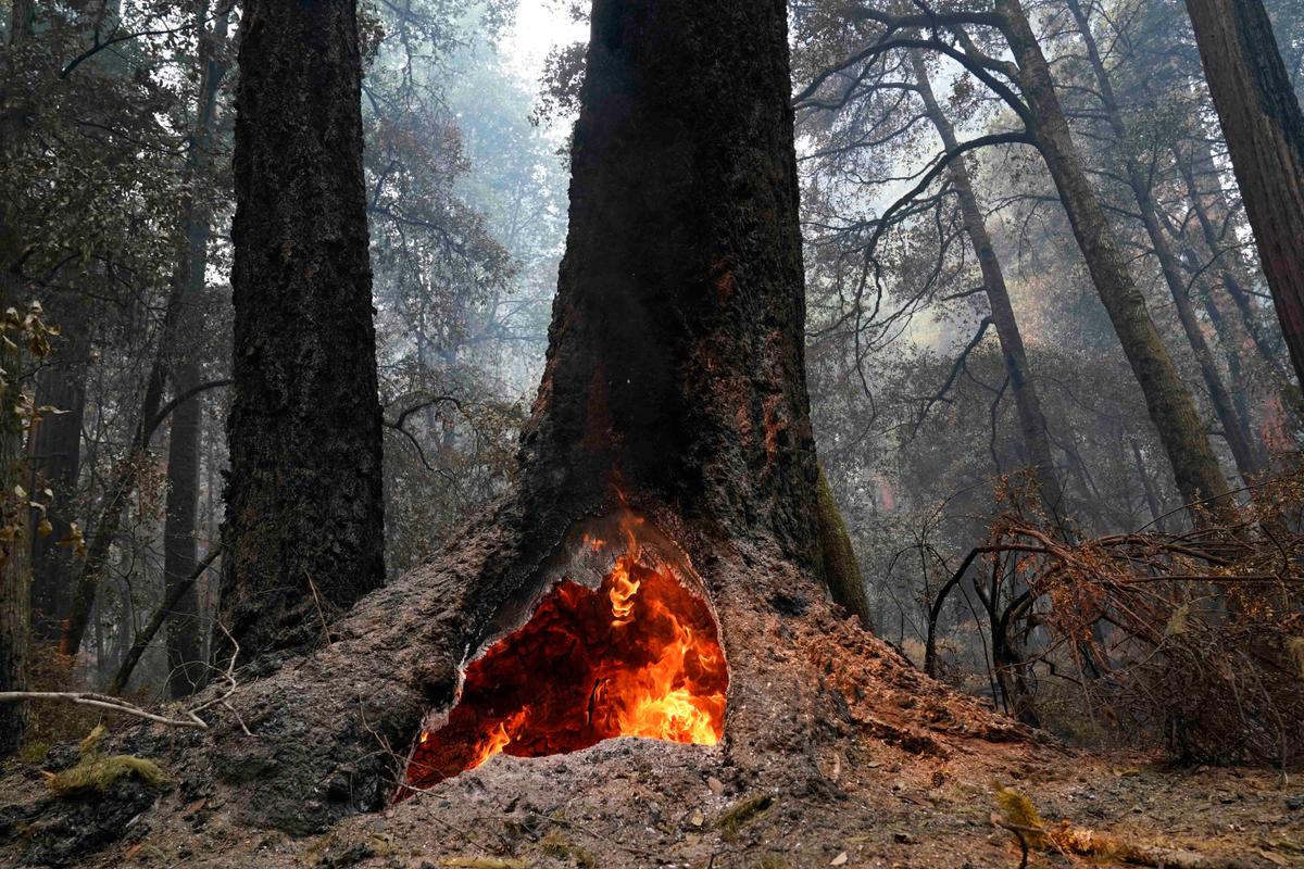 Fire burns in the hollow of an old-growth redwood tree in Big Basin Redwoods State Park, Calif., Monday, Aug. 24, 2020. (Marcio Jose Sanchez/AP)