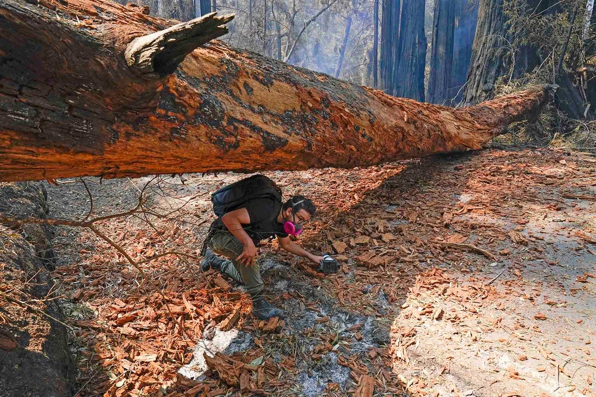 Independent journalist Eric Ananmalay crosses under a fallen tree Monday, Aug. 24, 2020, in Big Basin Redwoods State Park, Calif. (Marcio Jose Sanchez/AP)