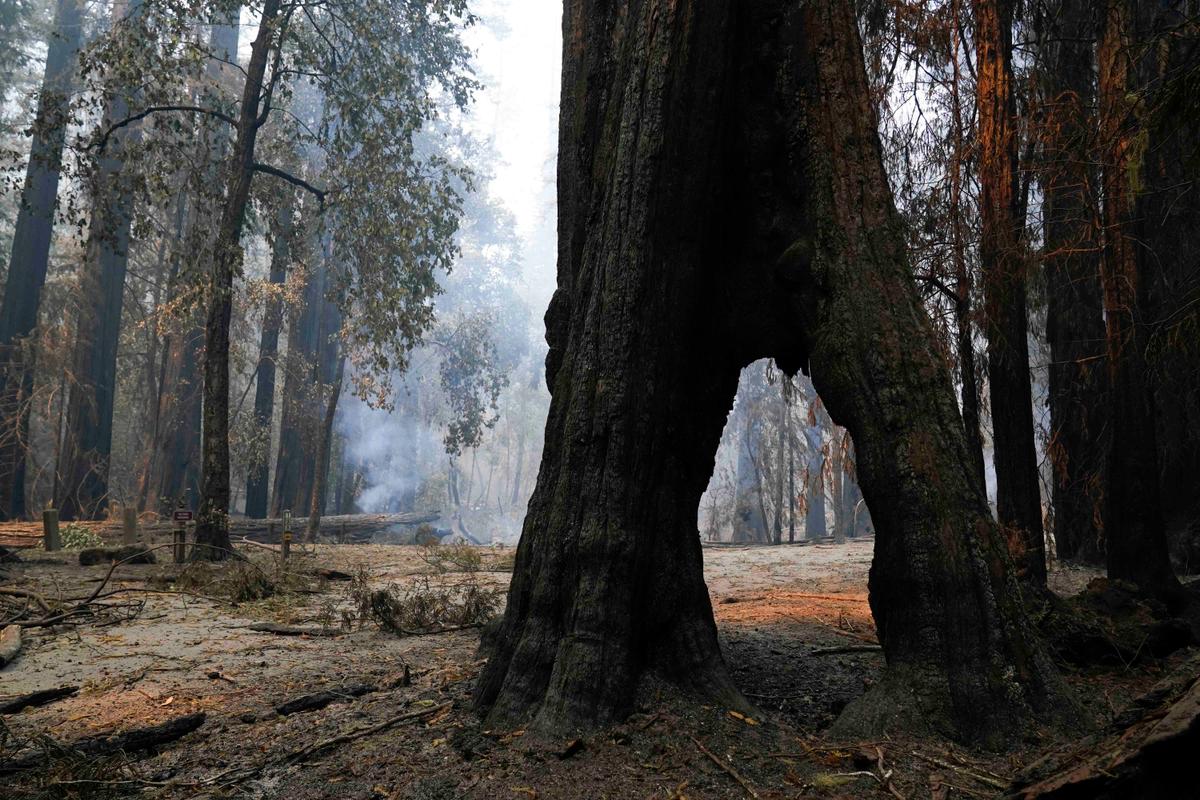 A redwood forest smolders Monday, Aug. 24, 2020, in Big Basin Redwoods State Park, Calif. (Marcio Jose Sanchez/AP)