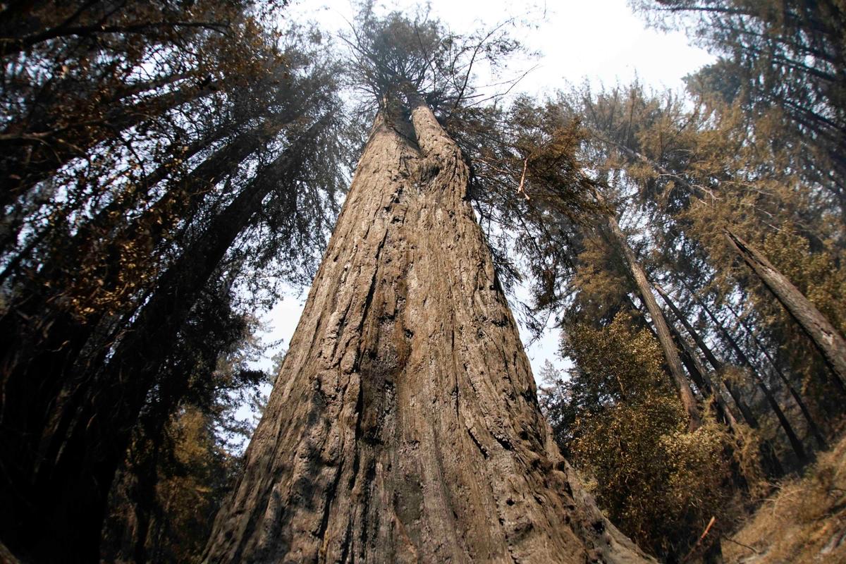 An old-growth redwood tree named "Father of the Forest" is still standing Monday, Aug. 24, 2020, in Big Basin Redwoods State Park, Calif. (Marcio Jose Sanchez/AP)