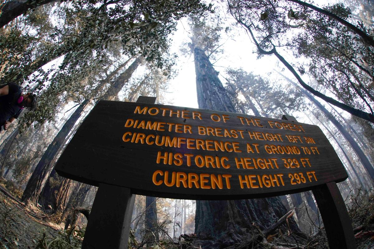 An old-growth redwood tree named "Mother of the Forest" is still standing in Big Basin Redwoods State Park, Calif., Monday, Aug. 24, 2020. (Marcio Jose Sanchez/AP)