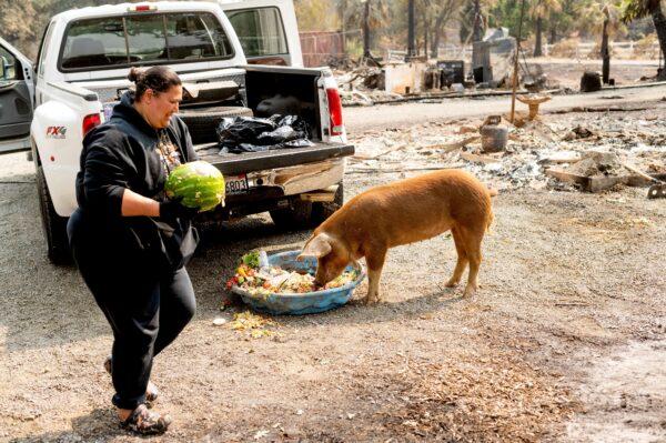 Gina Souza feeds her neighbor's pigs following the LNU Lightning Complex fires in Napa County, Calif., on Aug. 24, 2020. (Noah Berger/AP Photo)
