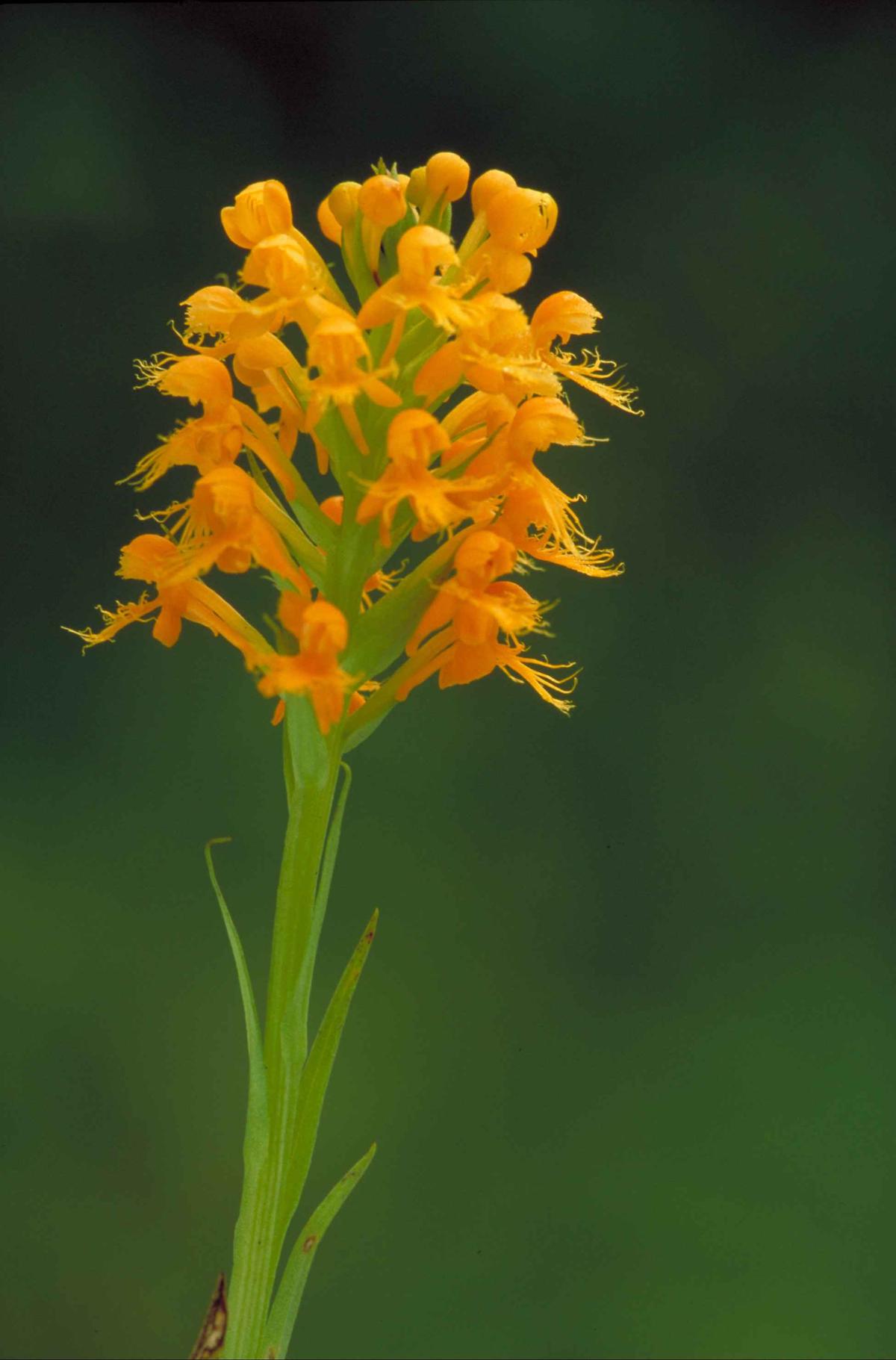 The orange-yellow crested fringed orchid, platanthera cristata (<a href="https://commons.wikimedia.org/wiki/File:Orange_yellow_crested_orchid_platanthera_cristata_blossoms_on_stem.jpg#/media/File:Orange_yellow_crested_orchid_platanthera_cristata_blossoms_on_stem.jpg">Dr. Thomas G. Barnes/U.S. Fish and Wildlife Service</a>)