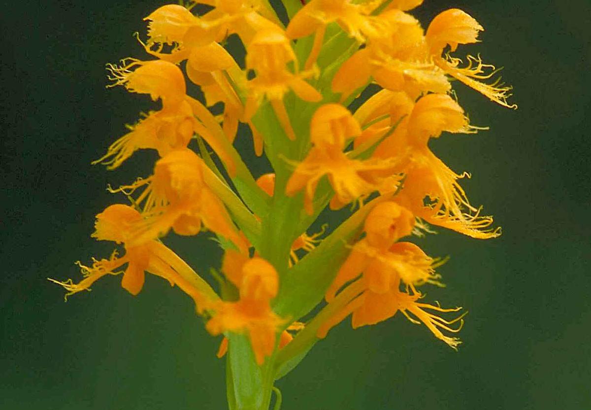 Orange-yellow crested fringed orchid blossoms on the stem (<a href="https://commons.wikimedia.org/wiki/File:Orange_yellow_crested_orchid_platanthera_cristata_blossoms_on_stem.jpg">Dr. Thomas G. Barnes/U.S. Fish and Wildlife Service</a>)