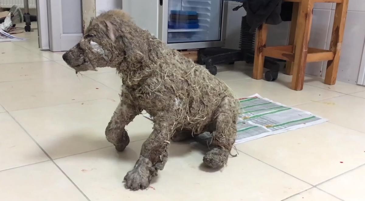 Pascal the dog at He'Art of Rescue International after his rescue in 2017. (Courtesy of <a href="https://www.youtube.com/watch?v=chavV3HZanc">He'Art of Rescue International</a>)