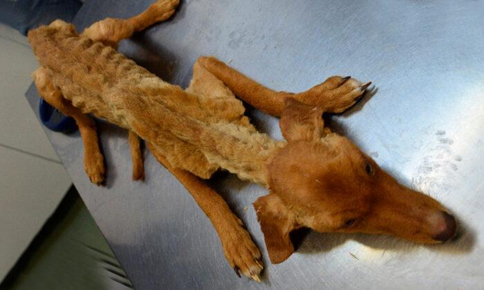 ‘Indisputable Neglect’: Dozens of Severely Malnourished Dogs Rescued From Spanish Farm