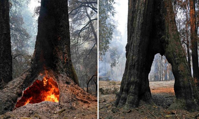 300 ft ‘Mother of the Forest’ Redwood Survives Wildfire Ravaging at California’s Oldest Park