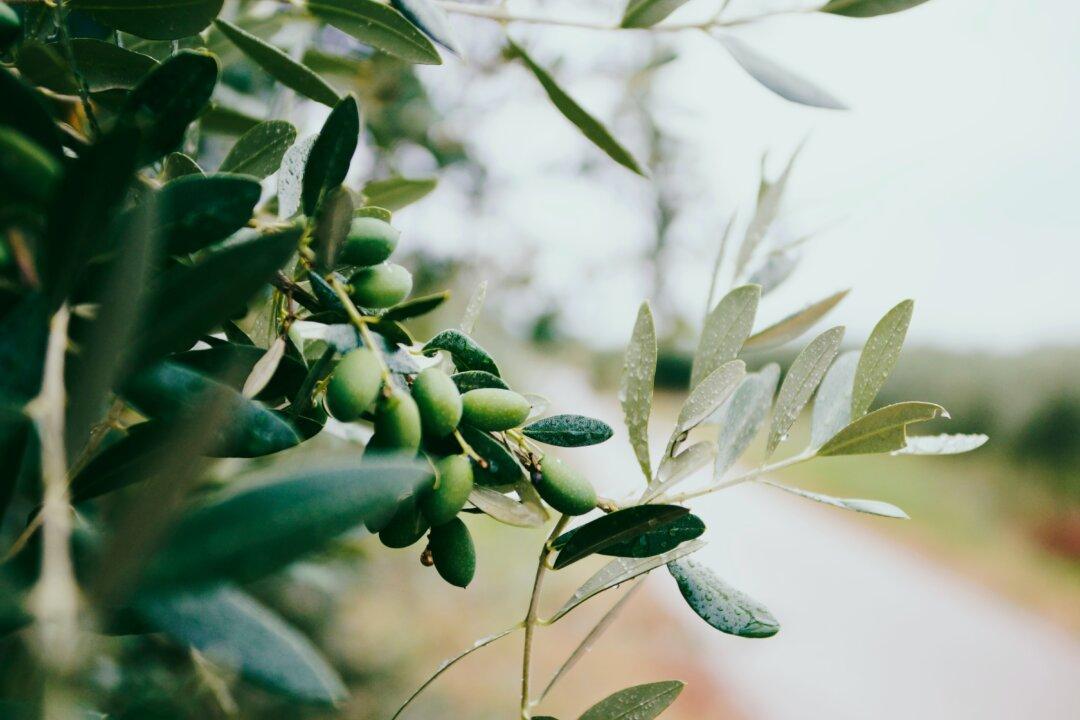 Extra Virgin Olive Oil Can Be Life Saving