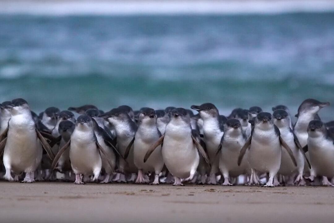 Fairy Penguins a Positive Distraction From CCP Virus Lockdowns