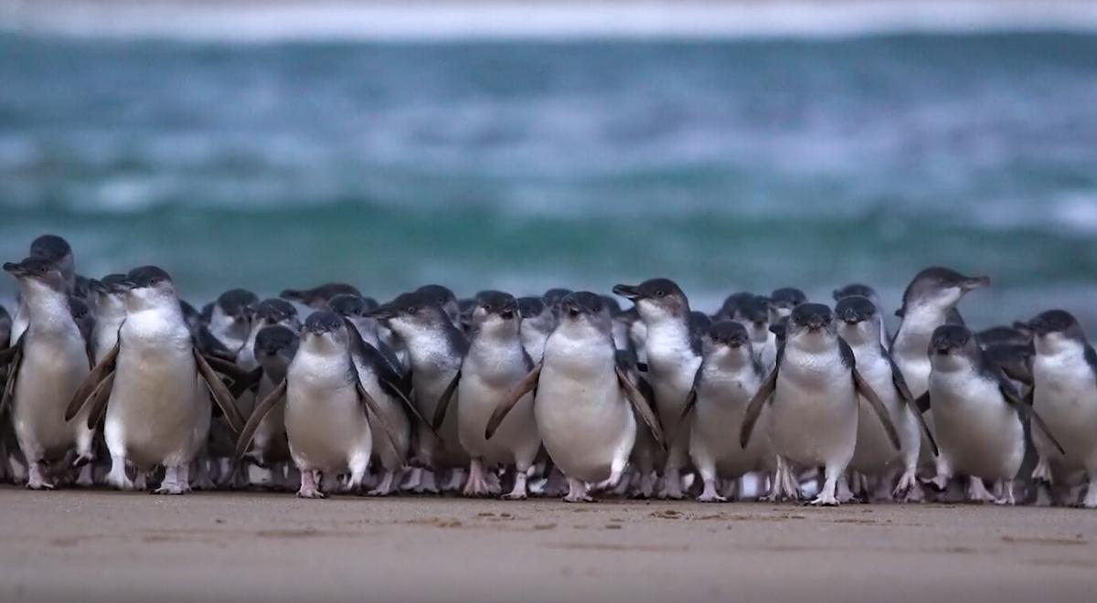 Fairy Penguins a Positive Distraction From CCP Virus Lockdowns