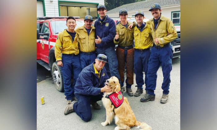Golden Retriever, 2, Spreads Love and Offers Comfort to Firefighters Battling Woodward Fire