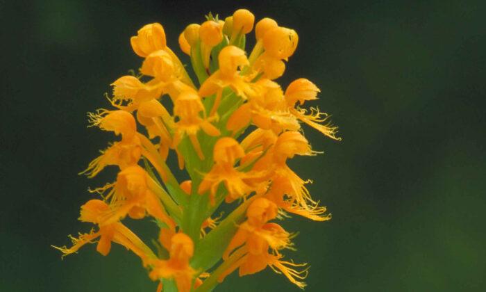 Scientist Rediscovers Lost Orange-Yellow Crested Fringed Orchid 19 Years After Disappearing
