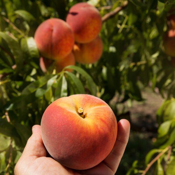 A tree-ripened peach has no equal. (AnEduard/Shutterstock)