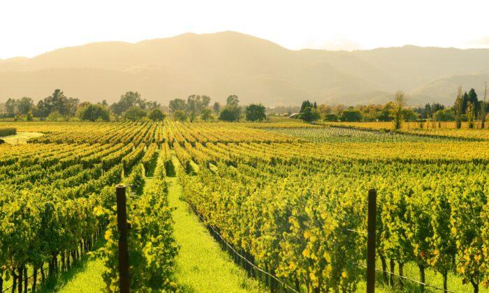 Wine Talk: California Wine Country, a Paradise Lost