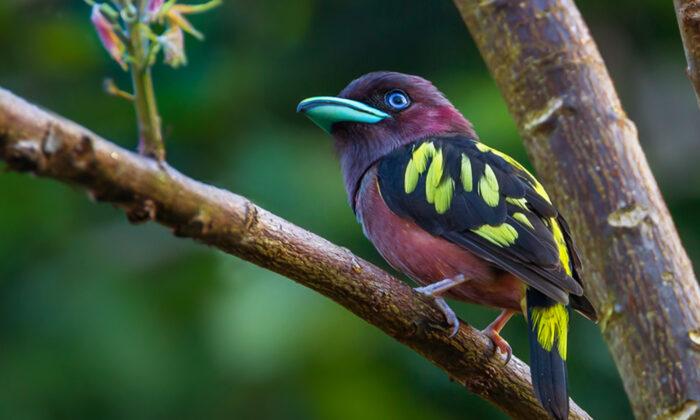 The Gorgeous Banded Broadbill Will Charm You With Its Striking Paint-Splashed Plumage
