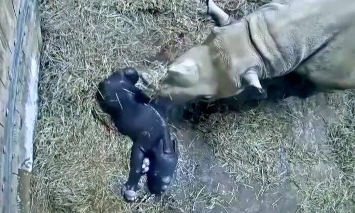 Brand-New Eastern Black Rhinoceros Calf Born at Cincinnati Zoo–and the Footage Is Adorable