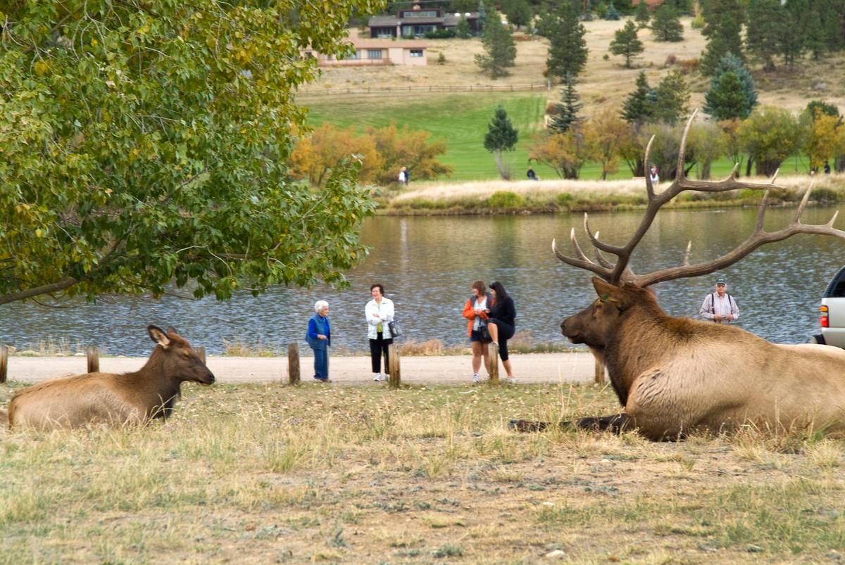Estes Park typically holds Elk Fest every October, which is known as "Elktober." (Courtesy of Visit Estes Park)