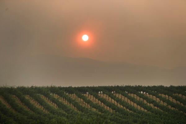 The setting sun is reddened by smoke from a wildfire over a vineyard, in Finley, Calif., on July 30, 2018. (Marcio Jose SanchezAP Photo)