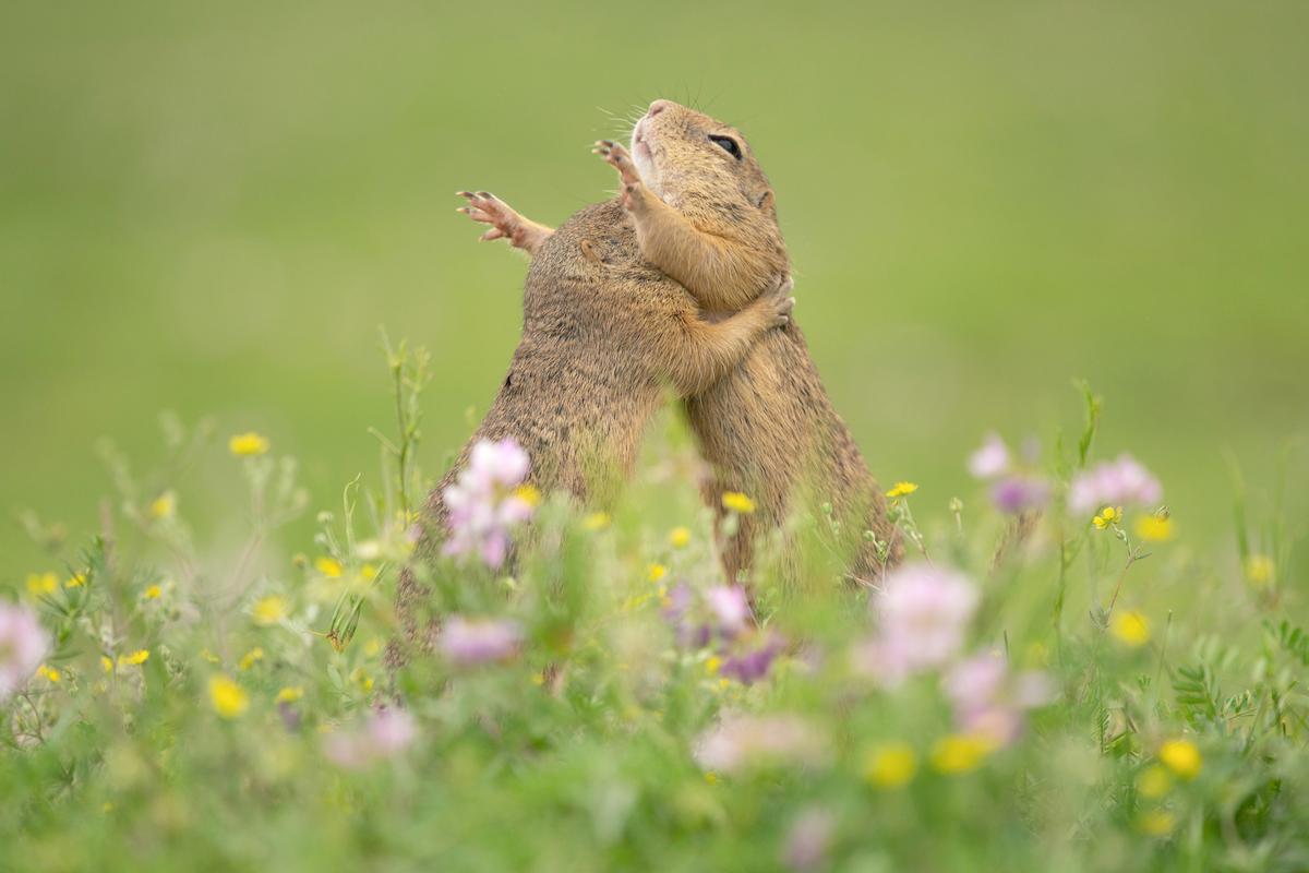 Two adorable squirrels engage in a warm embrace. (Caters News)