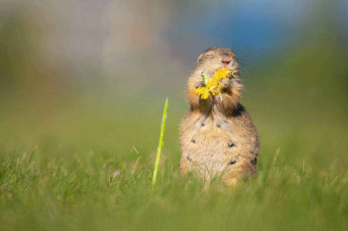 A cute squirrel enjoying the smell of flowers. (Caters News)