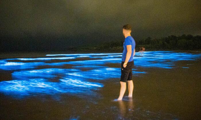 ‘Sea Sparkle’: Rare Bioluminescence Lights Up the Waves at Irish Beach